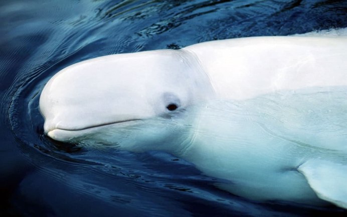 Белуха Delphinapterus leucas