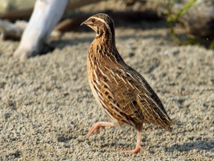 Перепел обыкновенный Coturnix Coturnix