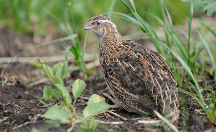 Перепел обыкновенный Coturnix Coturnix