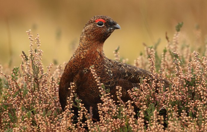Coturnix Coturnix