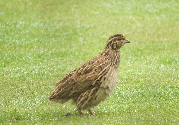 Перепел Coturnix Coturnix