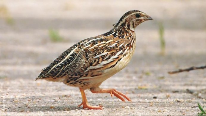 Colinus virginianus