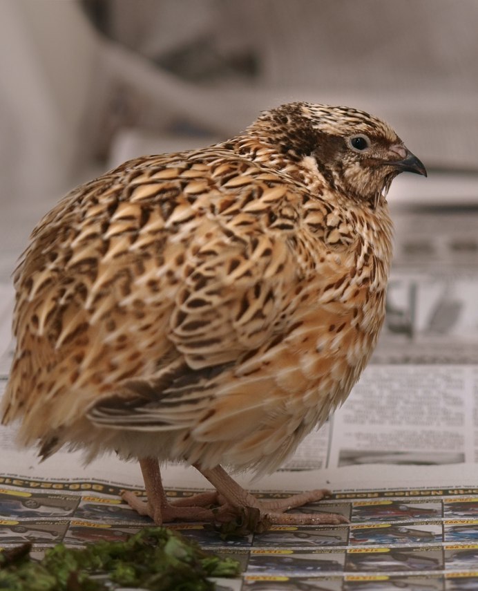 Перепел обыкновенный Coturnix Coturnix