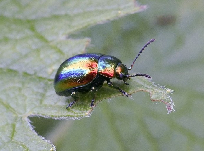 Листоед Chrysolina graminis
