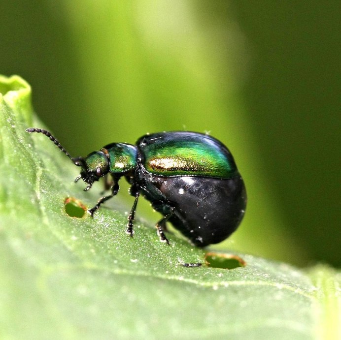 Листоед ясноточный (Chrysolina fastuosa)