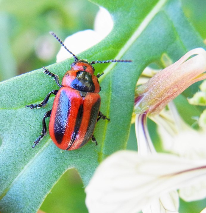 Жук Chrysolina cerealis