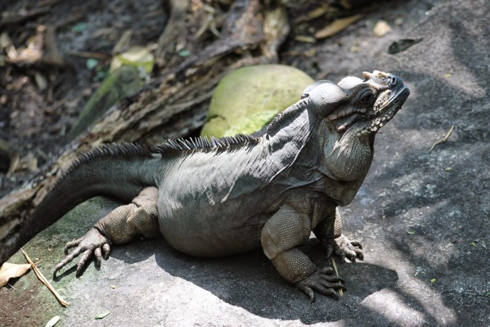 Rhinoceros Iguana