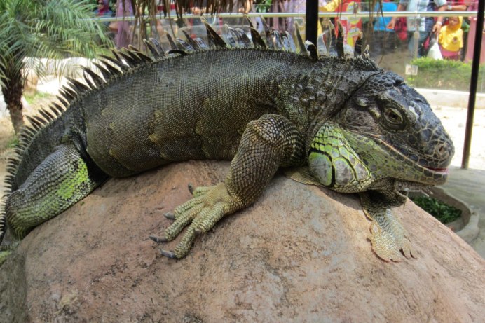 Rhino Iguana