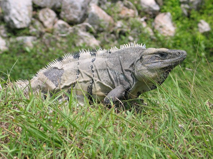 Anegada ground Iguana