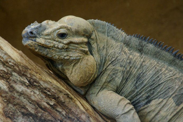 Rhino Iguana