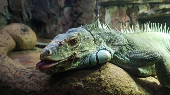 Ctenosaura clarki