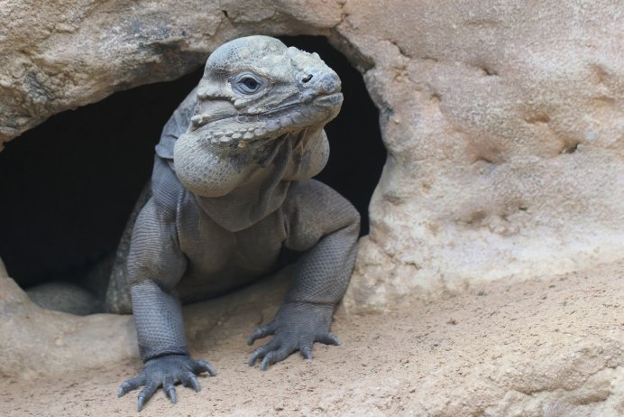 Cyclura cornuta stejnegeri