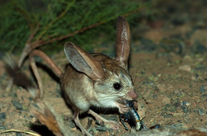 Большой тушканчик (Земляной заяц)