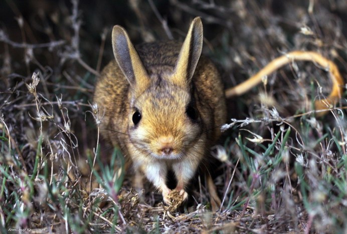 Большой тушканчик (Земляной заяц)