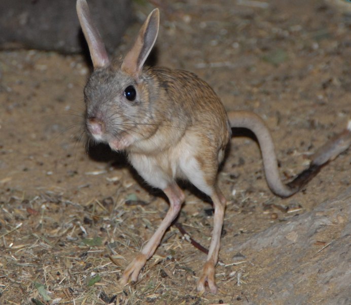 Большой тушканчик (Земляной заяц)