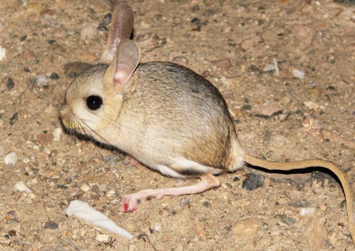 Большой тушканчик (Земляной заяц)