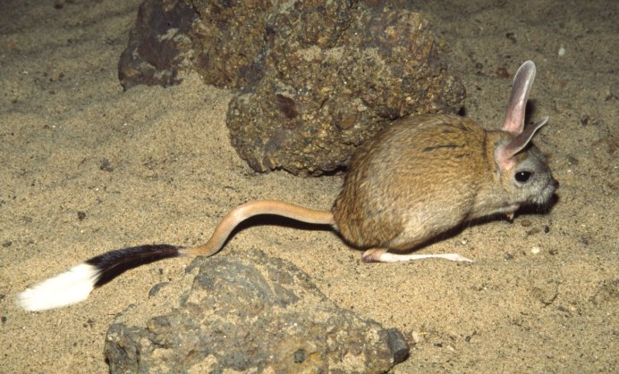 Большой тушканчик (Земляной заяц)