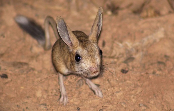 Большой тушканчик (Земляной заяц)