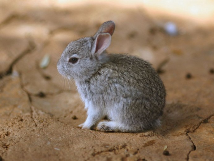 Белуджистанский тушканчик