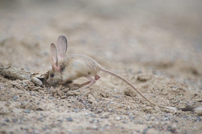 Мадагаскарский тушканчик
