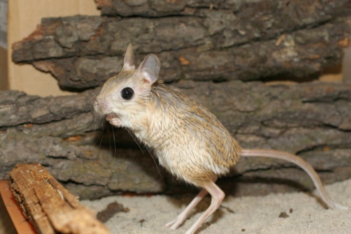 Большой тушканчик – Allactaga Major