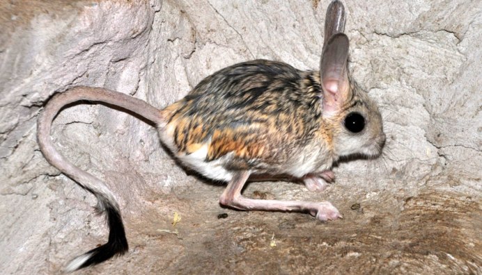 Тушканчик трехпалый карликовый