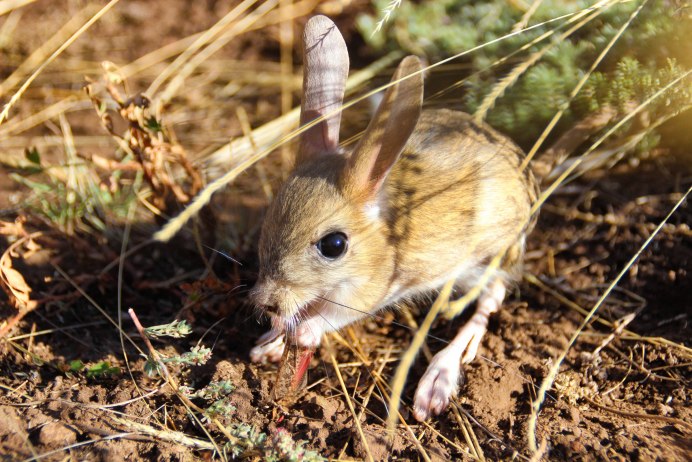 Большой тушканчик (Земляной заяц)