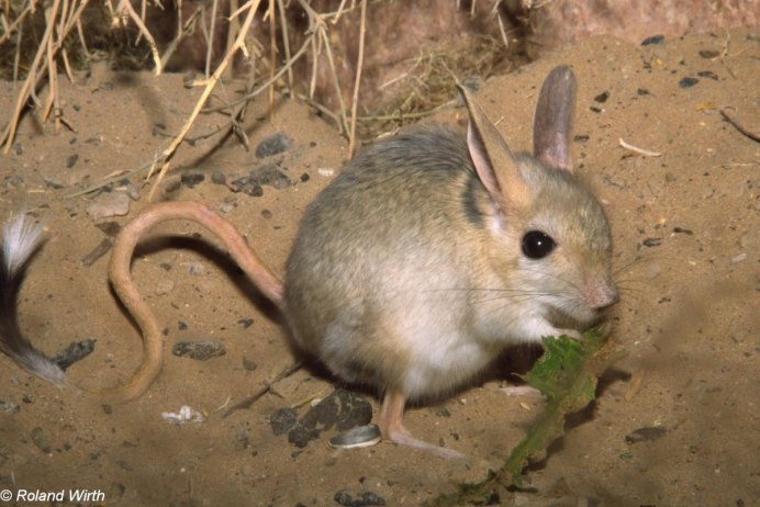 Большой тушканчик (Земляной заяц)