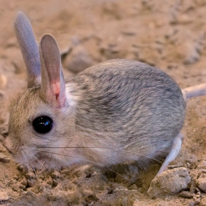 Большой тушканчик (Земляной заяц)