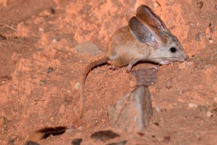Тушканчик Земляной заяц