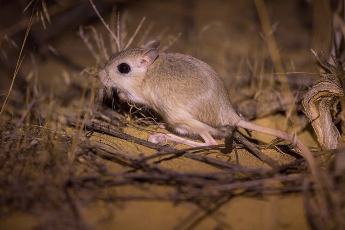 Длинноухий тушканчик