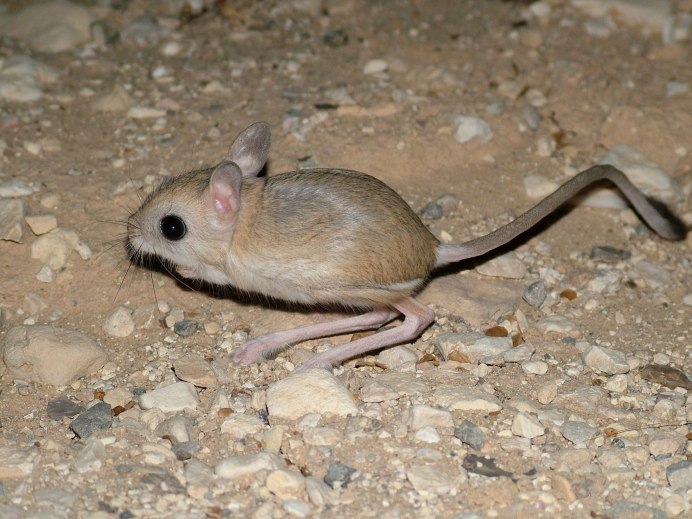 Большой тушканчик (Земляной заяц)