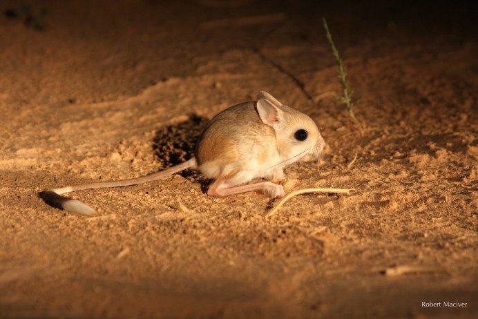 Тушканчик Степной