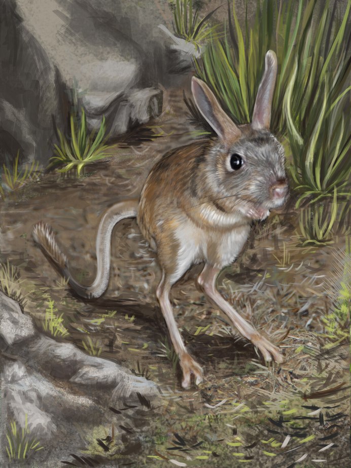 Мадагаскарский тушканчик