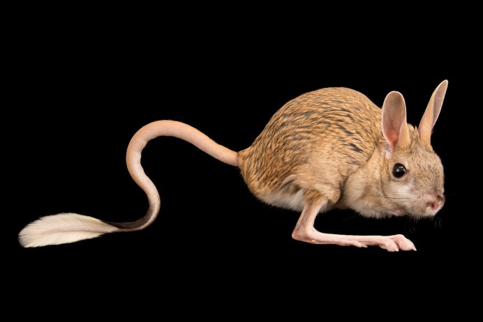 Джунгарский емуранчик