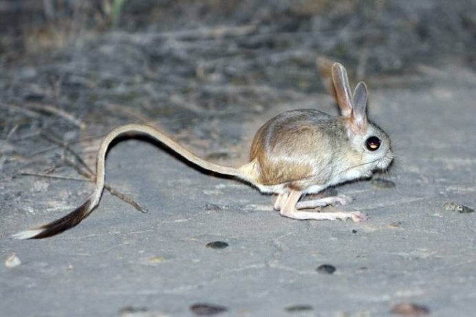 Кавказский тушканчик