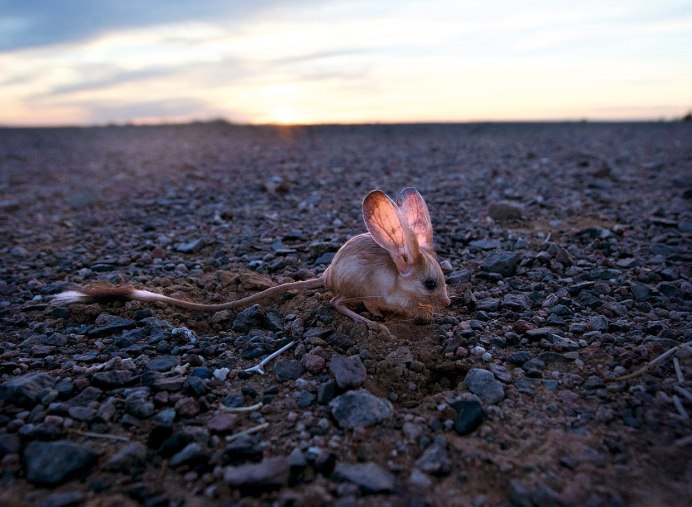 Тушканчик Степной