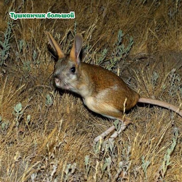 Тушканчик Степной