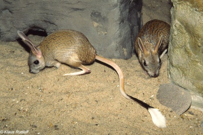 Земляной заяц Тарбаганчик