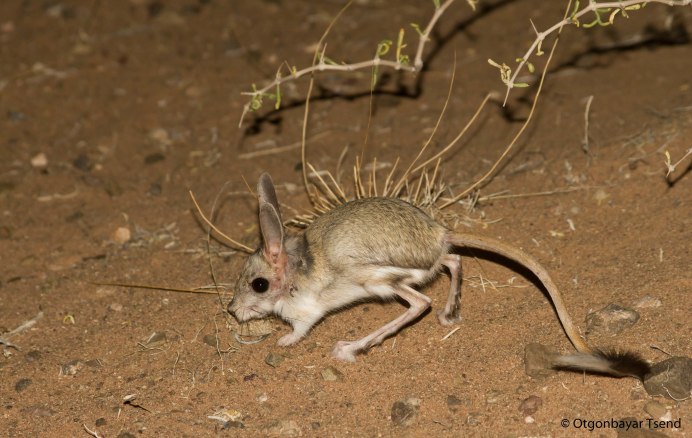 Китайский Длинноухий тушканчик