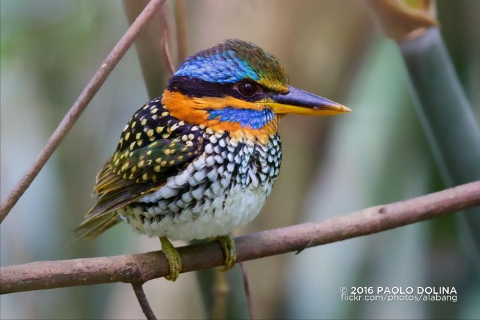 Птица с длинным тонким клювом