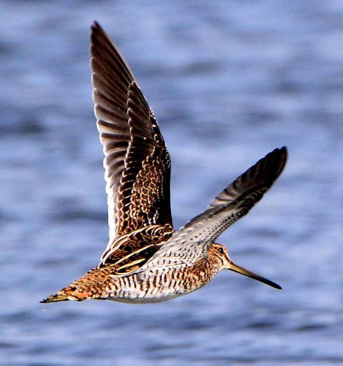 Кулик Черныш