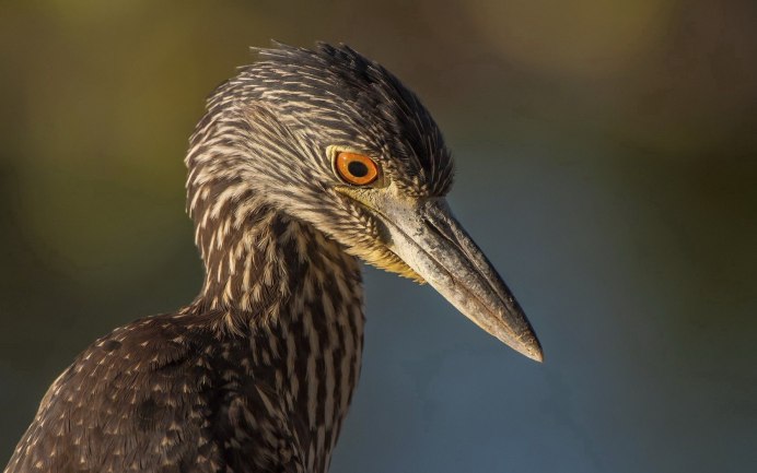 Птица с острым клювом