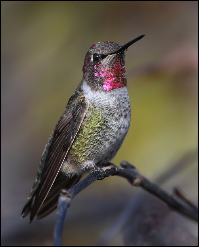 Кроншнепы, бекасы,
