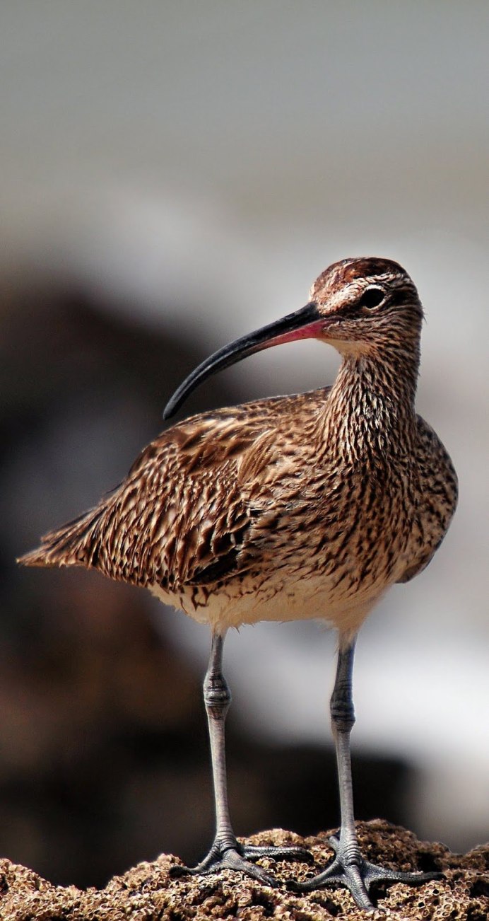 Пятнистая птица с длинным клювом