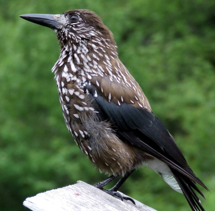 Кулик Чибис Бекас