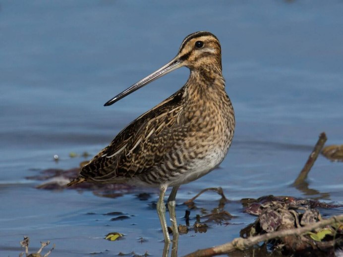 Кулик Бекас (Gallinago Gallinago)