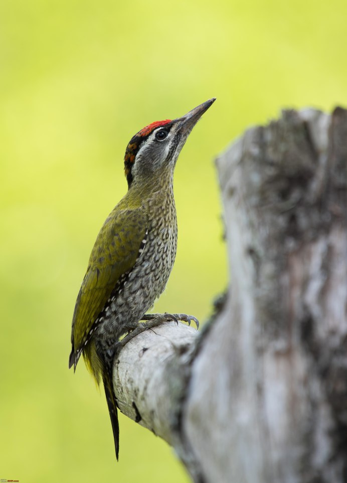 Дрозд Бикнелла