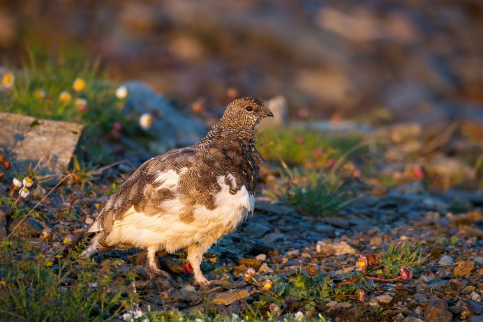 Белая Полярная куропатка