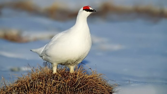 Белая куропатка в тундре